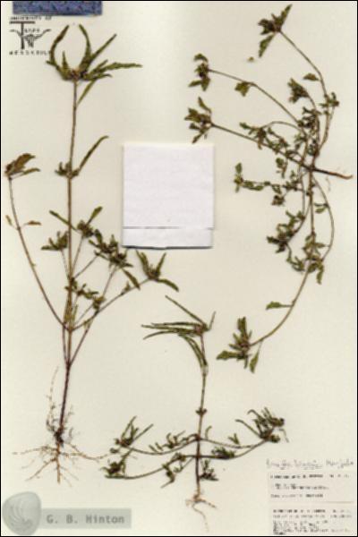 URN_catalog_HBHinton_herbarium_25577.jpg.jpg