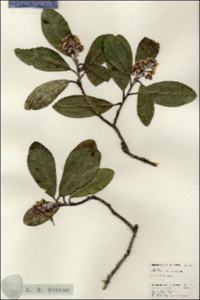 URN_catalog_HBHinton_herbarium_25092.jpg.jpg