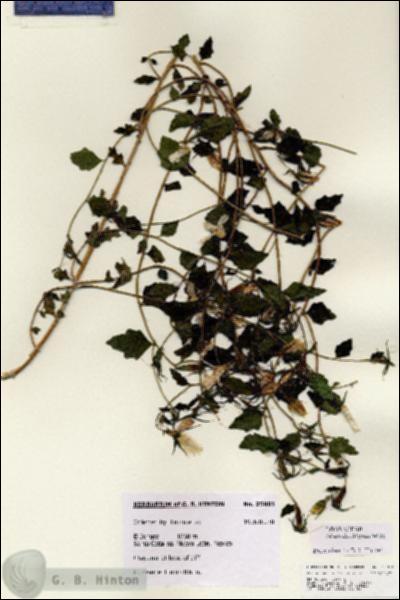 URN_catalog_HBHinton_herbarium_25901.jpg.jpg