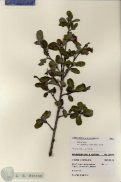 URN_catalog_HBHinton_herbarium_28072.jpg.jpg