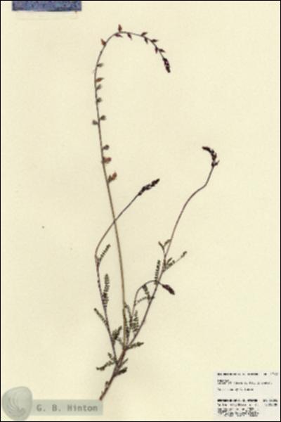 URN_catalog_HBHinton_herbarium_22696.jpg.jpg
