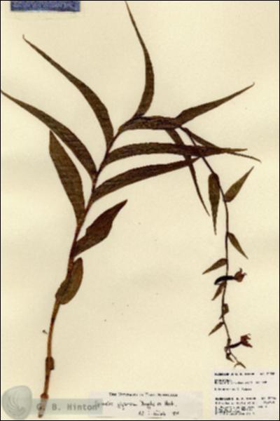 URN_catalog_HBHinton_herbarium_22036.jpg.jpg