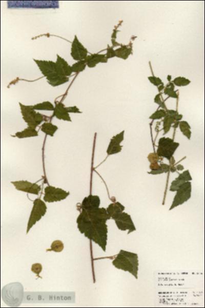 URN_catalog_HBHinton_herbarium_24156.jpg.jpg