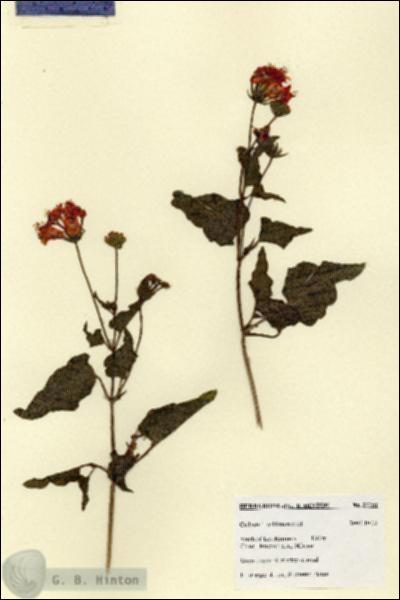 URN_catalog_HBHinton_herbarium_27751.jpg.jpg