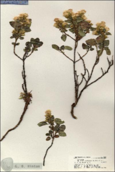URN_catalog_HBHinton_herbarium_20268.jpg.jpg
