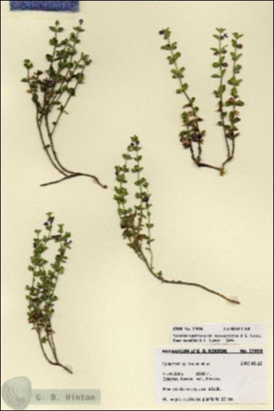 URN_catalog_HBHinton_herbarium_27858.jpg.jpg