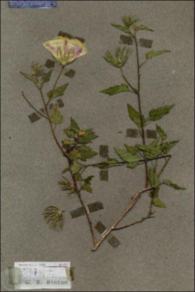 URN_catalog_HBHinton_herbarium_17967.jpg.jpg