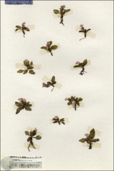 URN_catalog_HBHinton_herbarium_20224.jpg.jpg