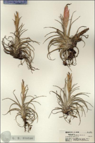 URN_catalog_HBHinton_herbarium_21251.jpg.jpg
