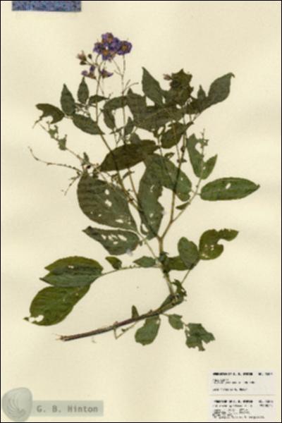 URN_catalog_HBHinton_herbarium_23326.jpg.jpg