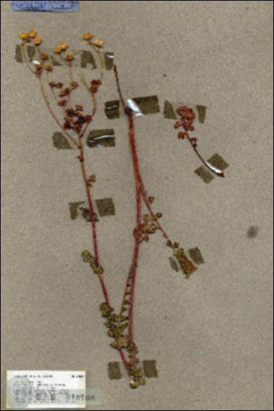 URN_catalog_HBHinton_herbarium_18469.jpg.jpg