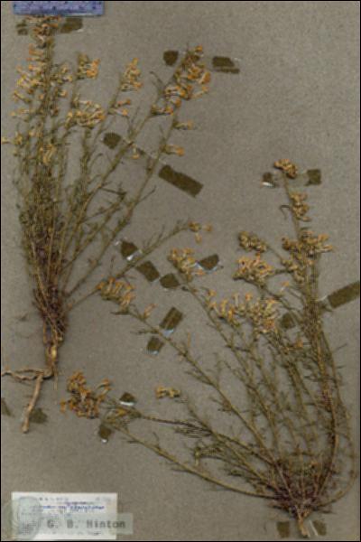 URN_catalog_HBHinton_herbarium_18745.jpg.jpg
