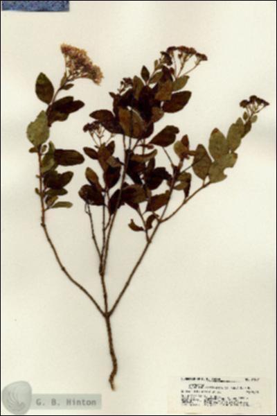 URN_catalog_HBHinton_herbarium_21257.jpg.jpg
