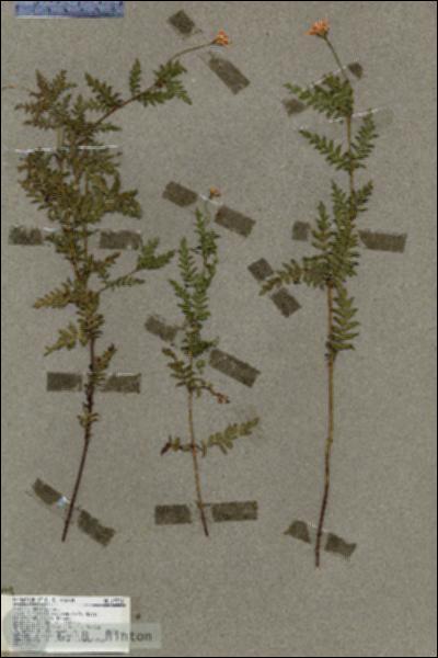 URN_catalog_HBHinton_herbarium_19232.jpg.jpg