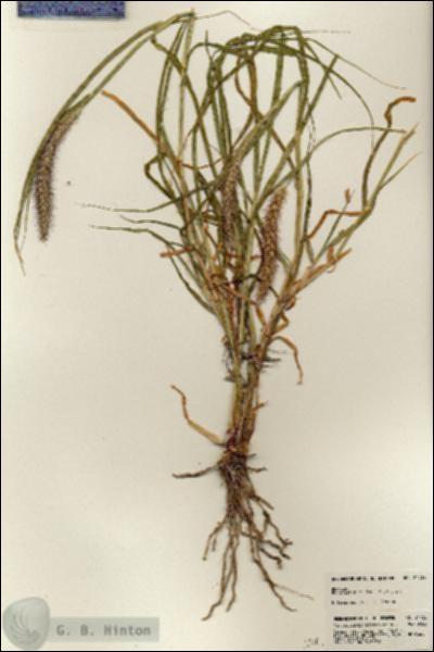 URN_catalog_HBHinton_herbarium_24732.jpg.jpg