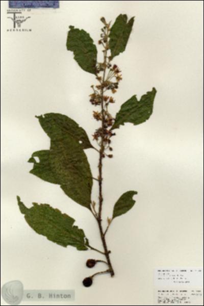 URN_catalog_HBHinton_herbarium_26834.jpg.jpg