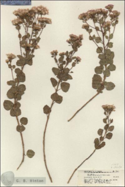 URN_catalog_HBHinton_herbarium_21653.jpg.jpg
