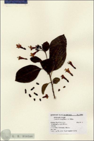 URN_catalog_HBHinton_herbarium_15908.jpg.jpg