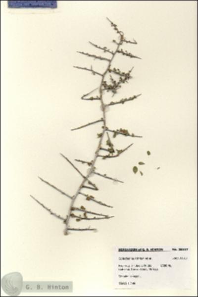 URN_catalog_HBHinton_herbarium_28117.jpg.jpg