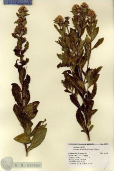 URN_catalog_HBHinton_herbarium_18333.jpg.jpg