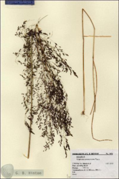 URN_catalog_HBHinton_herbarium_2854.jpg.jpg