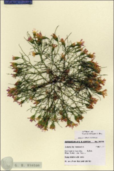 URN_catalog_HBHinton_herbarium_28770.jpg.jpg