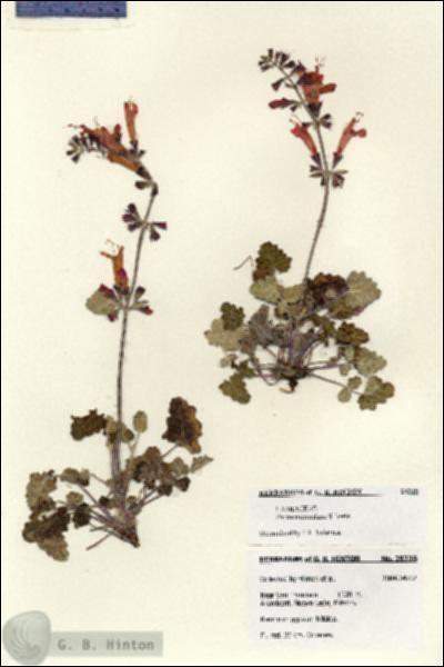 URN_catalog_HBHinton_herbarium_28235.jpg.jpg