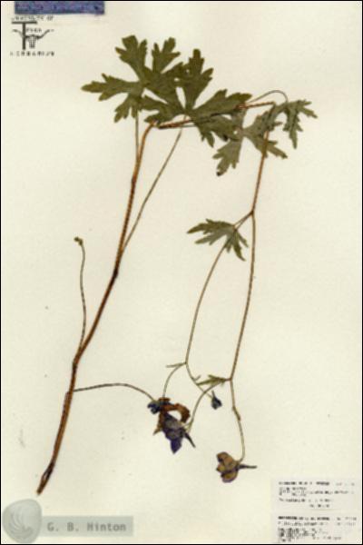 URN_catalog_HBHinton_herbarium_26036.jpg.jpg