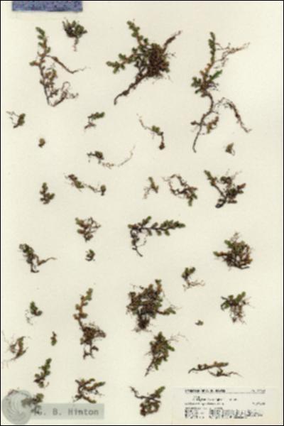 URN_catalog_HBHinton_herbarium_21141.jpg.jpg