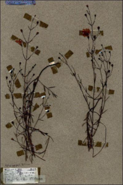 URN_catalog_HBHinton_herbarium_18770.jpg.jpg