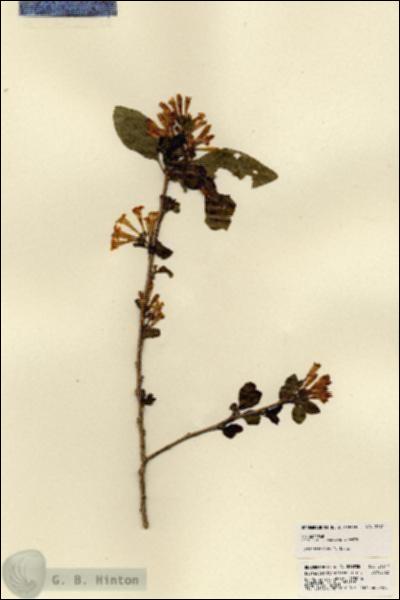 URN_catalog_HBHinton_herbarium_21817.jpg.jpg