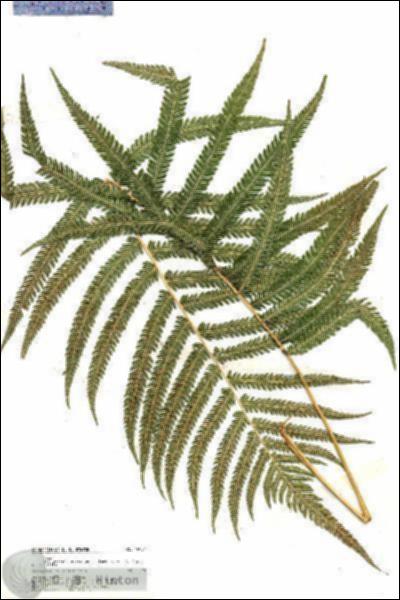 URN_catalog_HBHinton_herbarium_19954.jpg.jpg