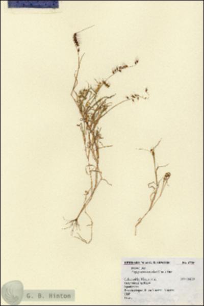 URN_catalog_HBHinton_herbarium_6770.jpg.jpg