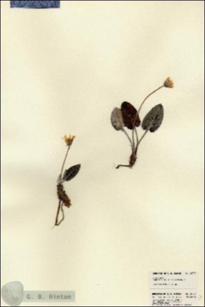 URN_catalog_HBHinton_herbarium_22737.jpg.jpg