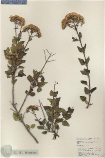 URN_catalog_HBHinton_herbarium_24948.jpg.jpg