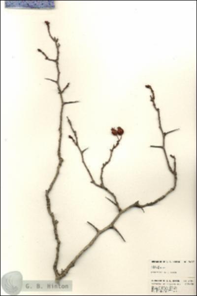 URN_catalog_HBHinton_herbarium_24047.jpg.jpg