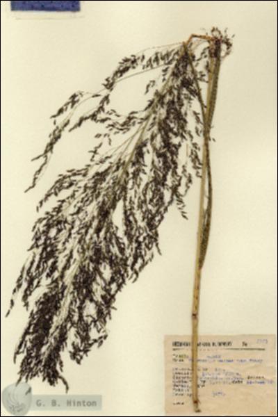 URN_catalog_HBHinton_herbarium_5153.jpg.jpg