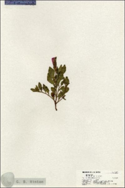 URN_catalog_HBHinton_herbarium_21001.jpg.jpg