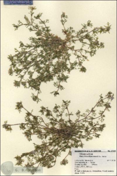 URN_catalog_HBHinton_herbarium_27025.jpg.jpg