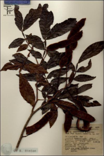 URN_catalog_HBHinton_herbarium_4182.jpg.jpg