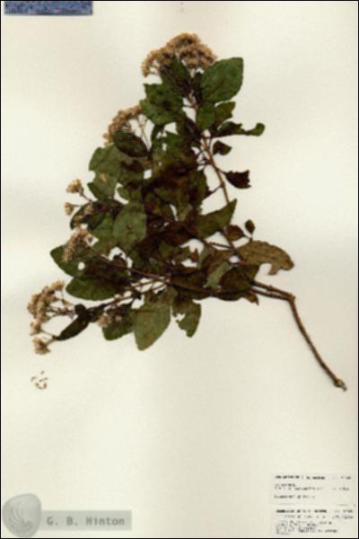 URN_catalog_HBHinton_herbarium_25063.jpg.jpg