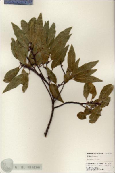 URN_catalog_HBHinton_herbarium_25123.jpg.jpg