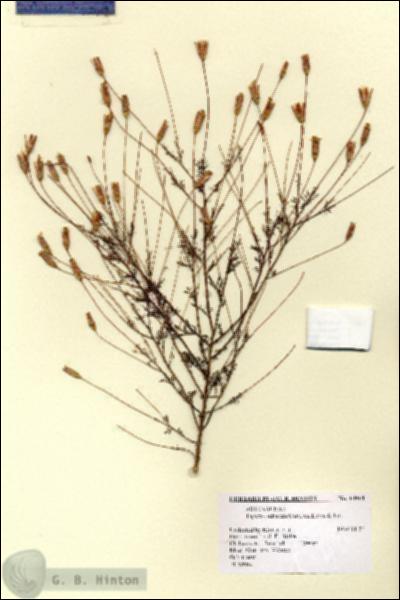 URN_catalog_HBHinton_herbarium_14914.jpg.jpg