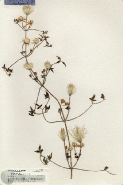 URN_catalog_HBHinton_herbarium_20337.jpg.jpg