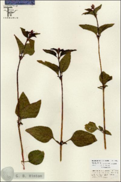 URN_catalog_HBHinton_herbarium_26734.jpg.jpg