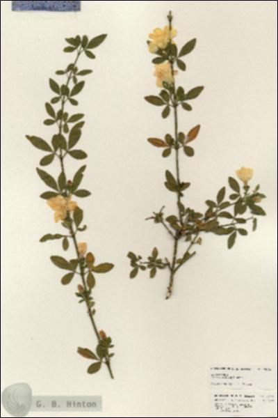 URN_catalog_HBHinton_herbarium_25179.jpg.jpg