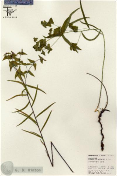 URN_catalog_HBHinton_herbarium_25612.jpg.jpg