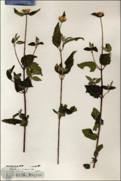 URN_catalog_HBHinton_herbarium_20561.jpg.jpg