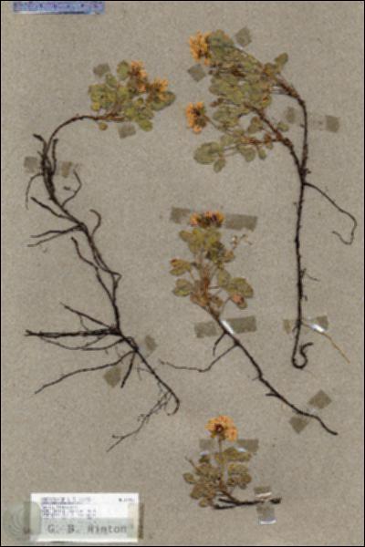 URN_catalog_HBHinton_herbarium_17397.jpg.jpg