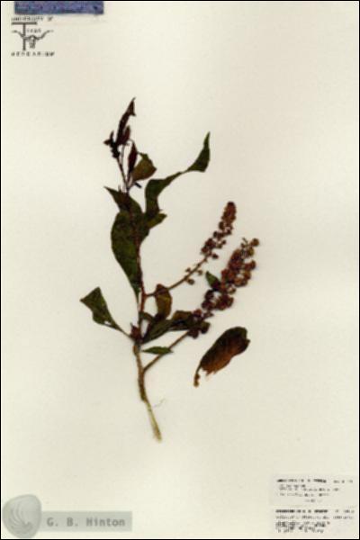 URN_catalog_HBHinton_herbarium_26349.jpg.jpg
